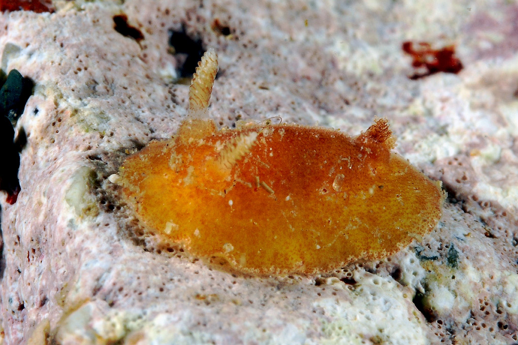 Piccolo nudibranco da determinare